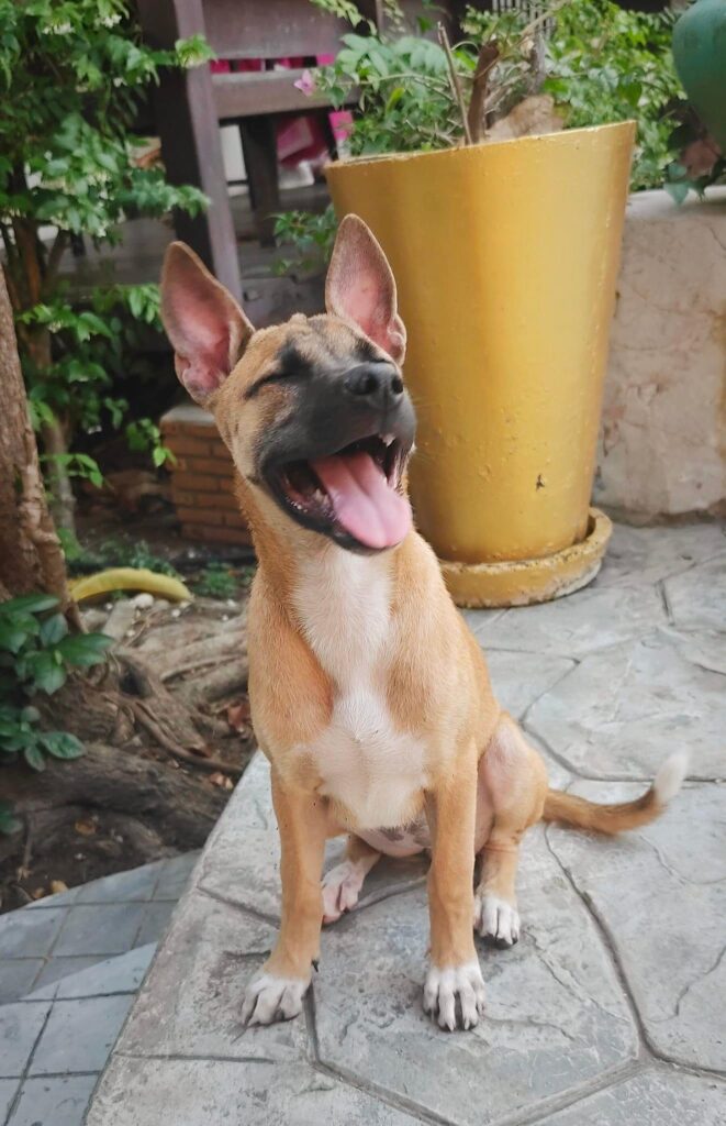 street dog puppy in Thailand