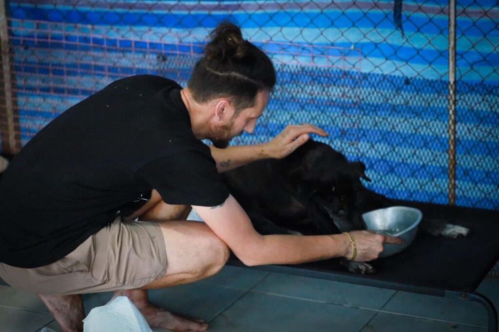 A shelter dog in Thailand being fed by a volunteer