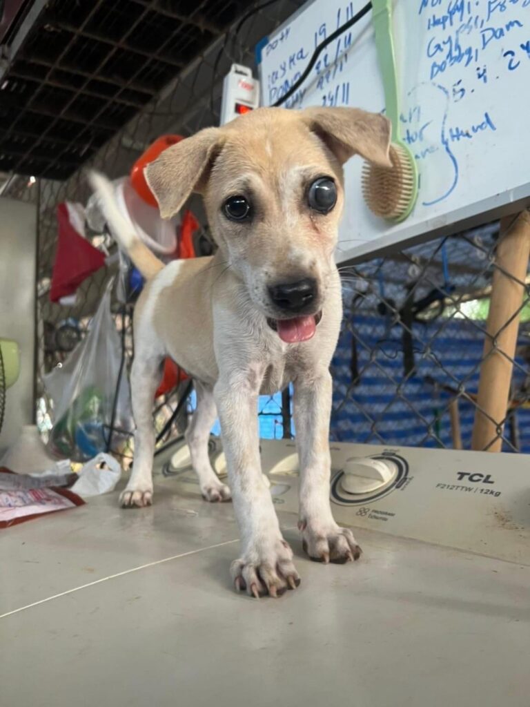 injured puppy rescued from an island in Thailand by dog shelter staff and volunteers