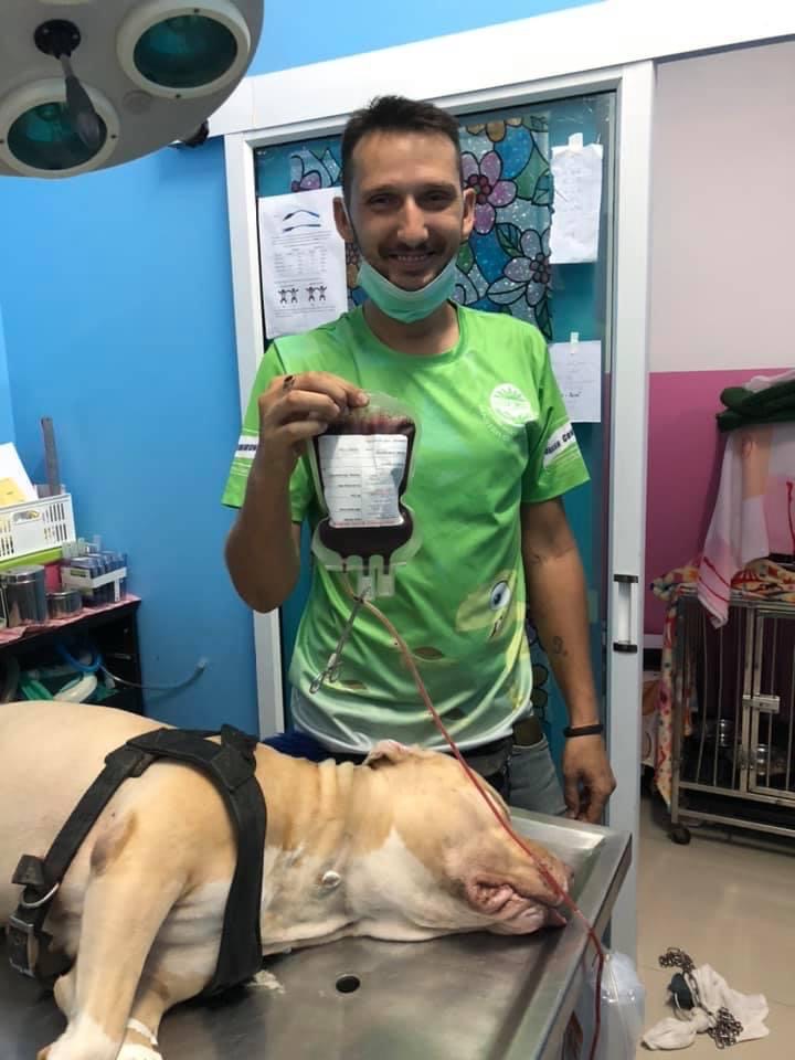 large dog giving blood transfusion for injured street dogs