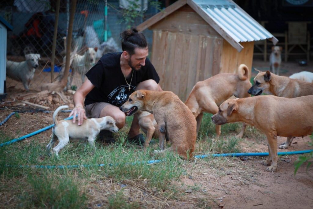 thailand shelter dogs being cared for by volunteer host at second chance dog shelter Thailand
