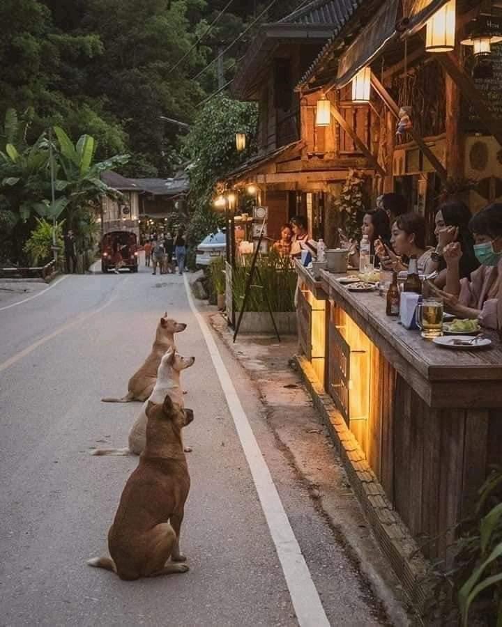 street dogs begging outside a restaurant in thailand