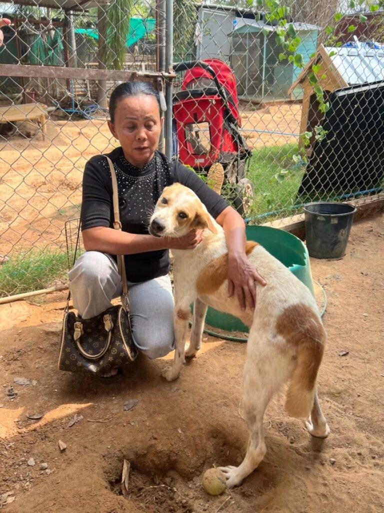 a volunteer with a dog at our shelter in thailand