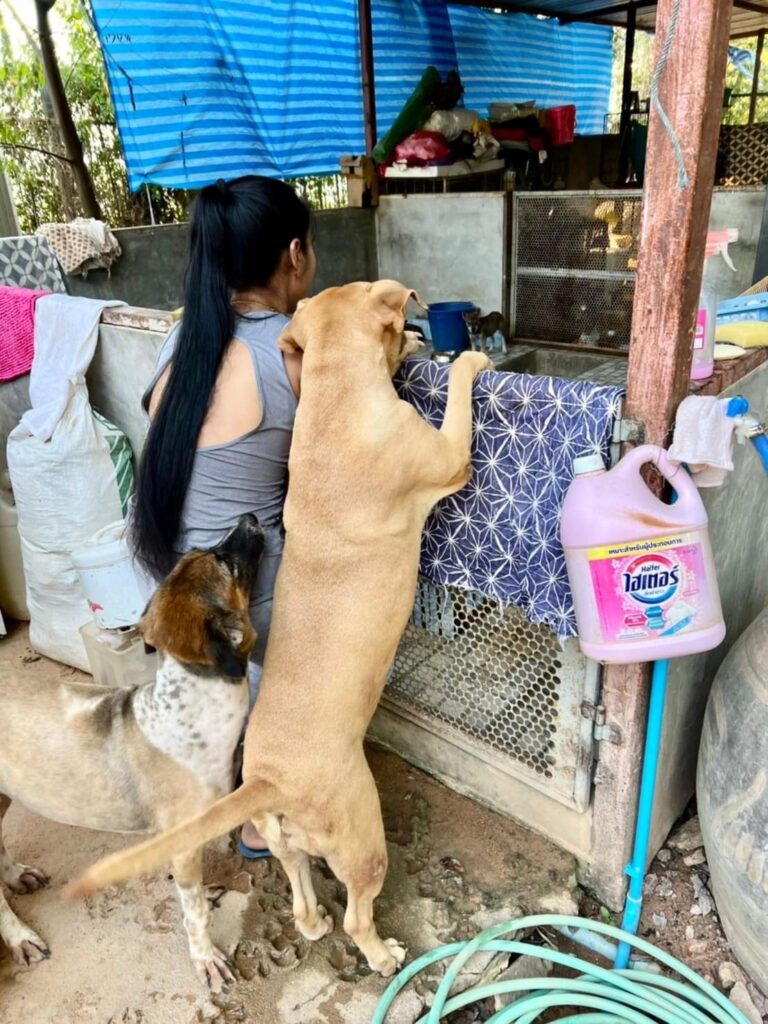 Happy the shelter dog in Thailand