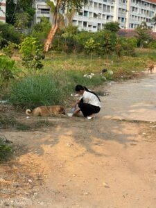 Volunteer checking on stray dog puppies in Thailand