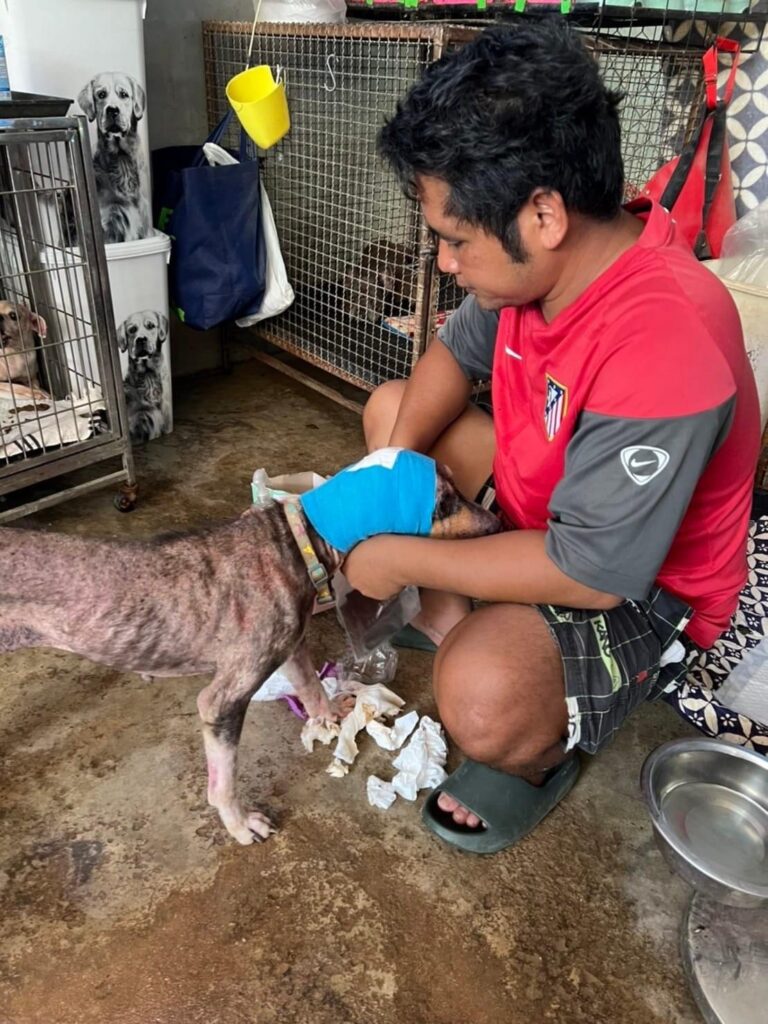 A sick shelter dog being cared for in Thailand