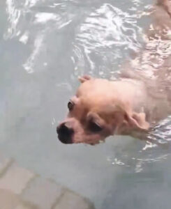 Thailand dog shelter first hydrotherapy pool