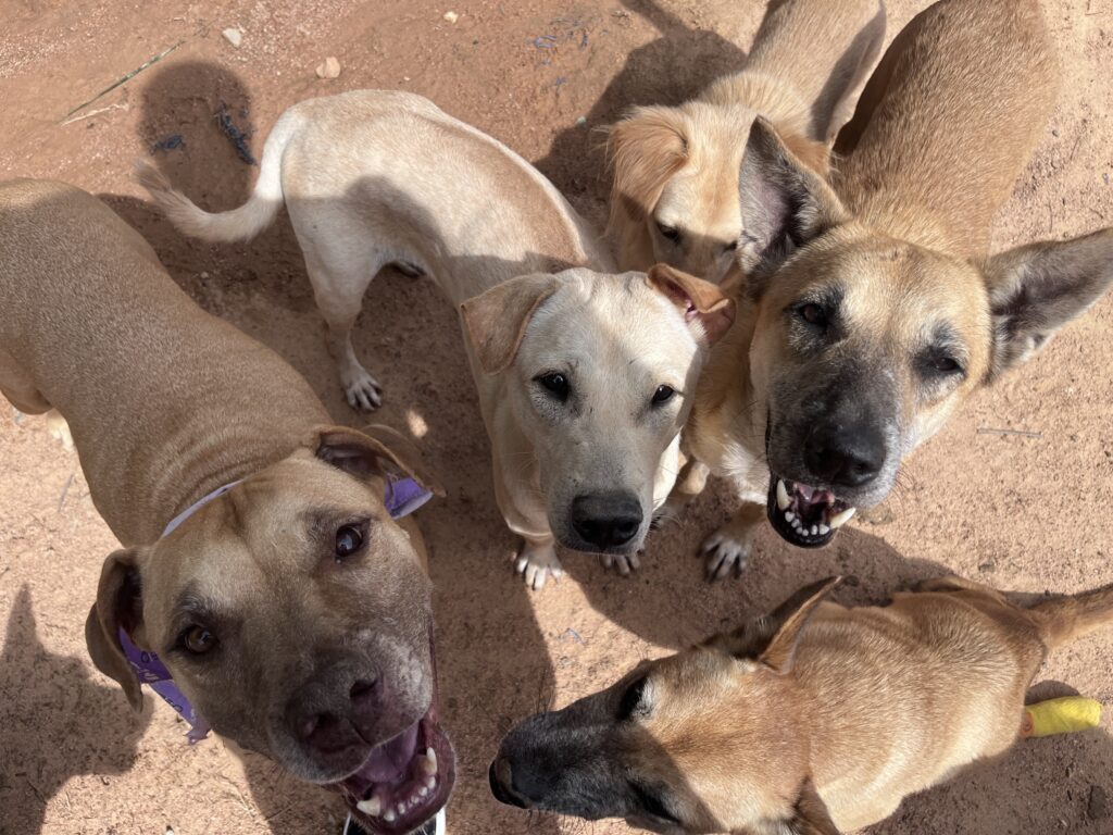 dogs at second chance shelter pattaya