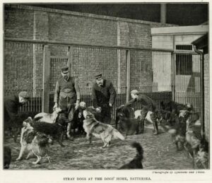 Battersea dogs home in 1896