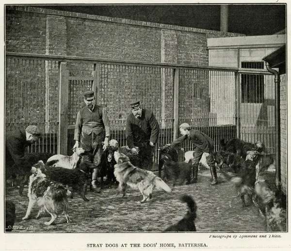 Battersea dogs home in 1896